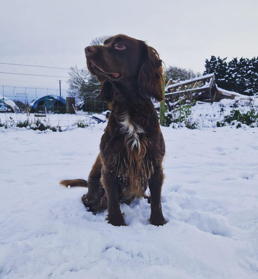 dog playing in the snow